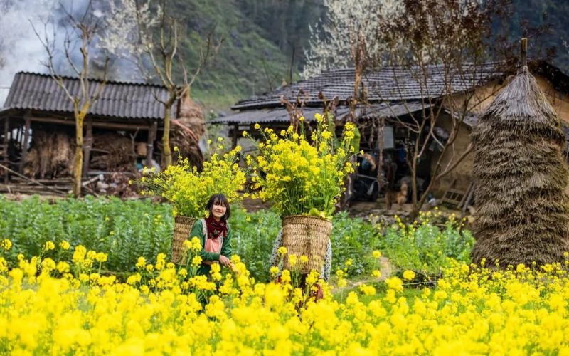 Thăm sườn đồi hoa cải